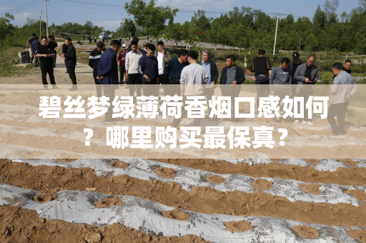 碧丝梦绿薄荷香烟口感如何？哪里购买最保真？